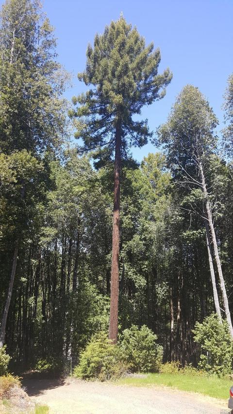 20525 Timber Rd, Willits, CA 95490 photo 18