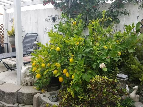 305 Cotta Way, Vallejo, CA 94589 photo 35