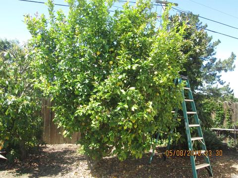 127 Dyer Ct, Vallejo, CA 94591 photo 30