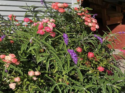 205 Dutton Ave, Sebastopol, CA 95472 photo 16