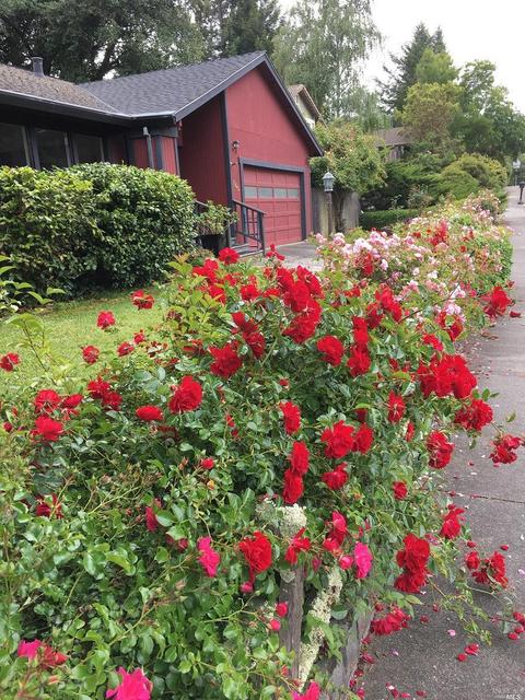 7401 Walnut Ln, Sebastopol, CA 95472 photo 28