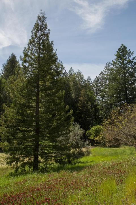 39 Goodwells Ave, Angwin, CA 94508 photo 15