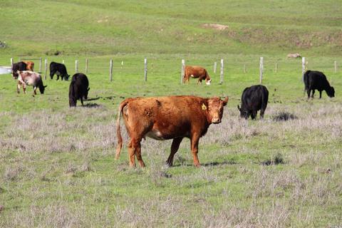 2016 Fallon Rd, Petaluma, CA 94952 photo 37