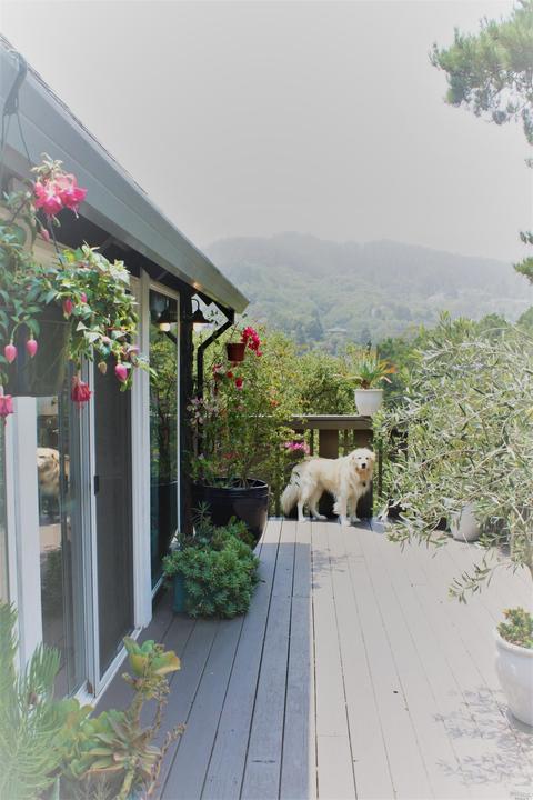 332 Dolan Ave, Mill Valley, CA 94941 photo 30