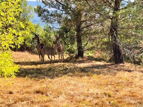 1391 Buckhorn Rd, Willits, CA 95490 photo 26