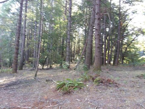 1990 Hilltop Dr, Willits, CA 95490 photo 18