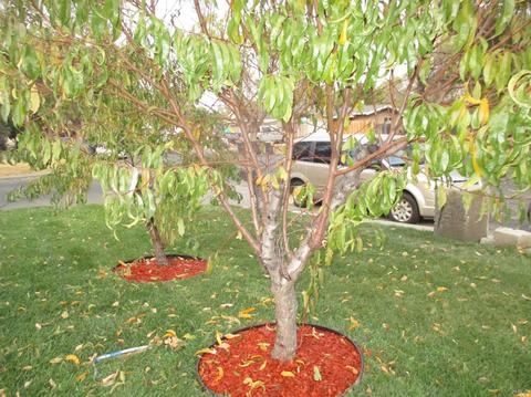 1055 Harding St, Fairfield, CA 94533 photo 12