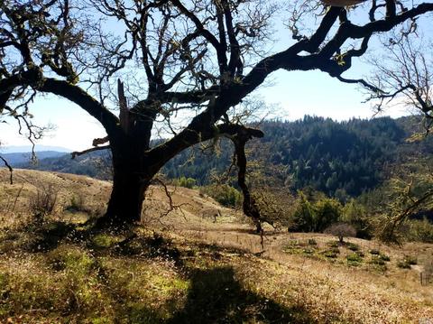 Undisclosed, Willits, CA 95490 photo 10