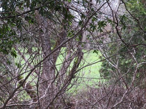 915 Hazel Ave, Ukiah, CA 95482 photo 20