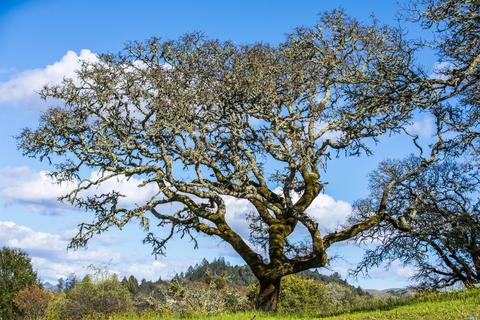 13402 Chalk Hill Rd, Healdsburg, CA 95448 photo 10
