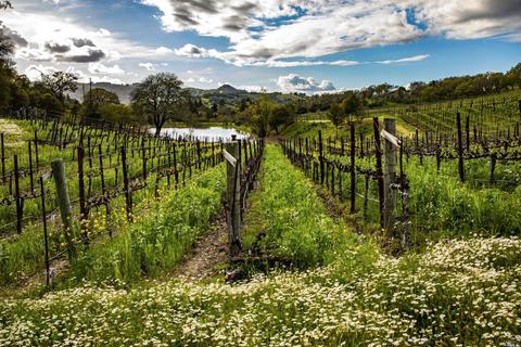 13402 Chalk Hill Rd, Healdsburg, CA 95448 photo 5