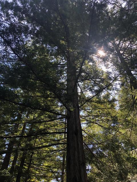 1121 Perch Ln, Willits, CA 95490 photo 26