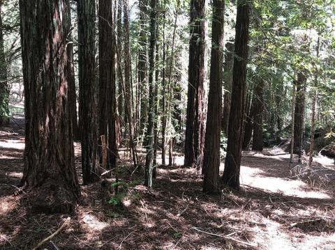 1121 Perch Ln, Willits, CA 95490 photo 25