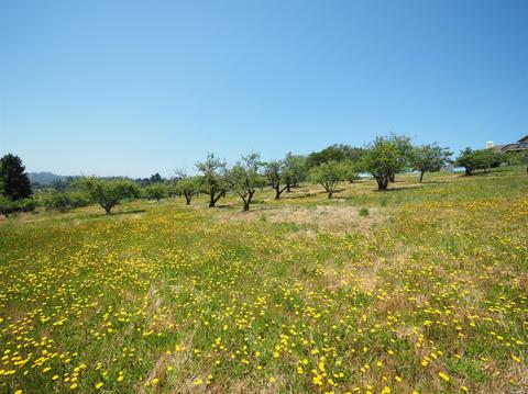 1295 Burnside Rd, Sebastopol, CA 95472 photo 32