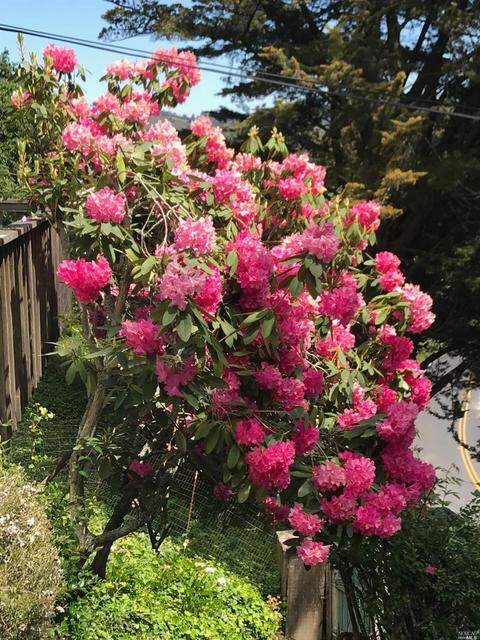 666 Sequoia Valley Rd, Mill Valley, CA 94941 photo 31