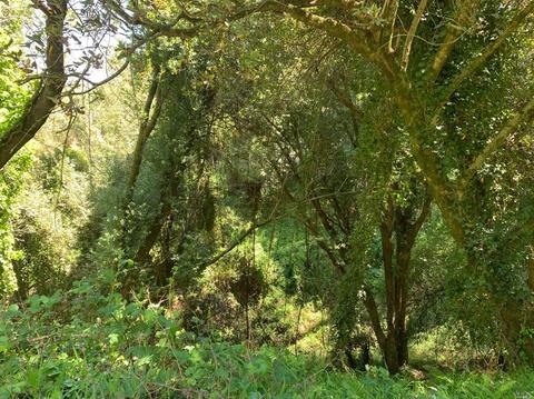 38 Madera Way, Mill Valley, CA 94941 photo 4