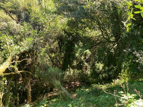 38 Madera Way, Mill Valley, CA 94941 photo 10