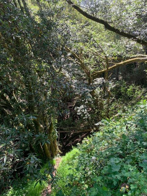 38 Madera Way, Mill Valley, CA 94941 photo 9