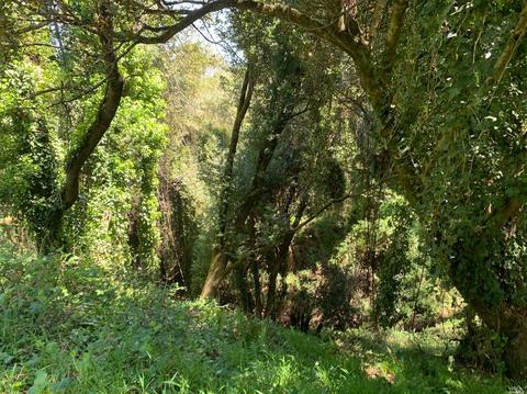 38 Madera Way, Mill Valley, CA 94941 photo 5