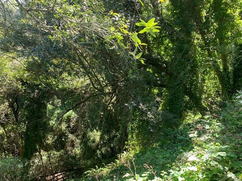 38 Madera Way, Mill Valley, CA 94941 photo 11