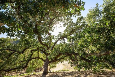 Undisclosed, Healdsburg, CA 95448 photo 40