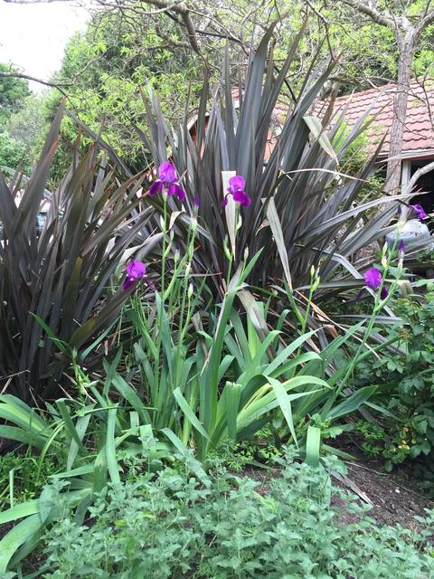 5861 Fredricks Rd, Sebastopol, CA 95472 photo 29