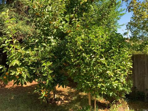 486 E Macarthur St, Sonoma, CA 95476 photo 17