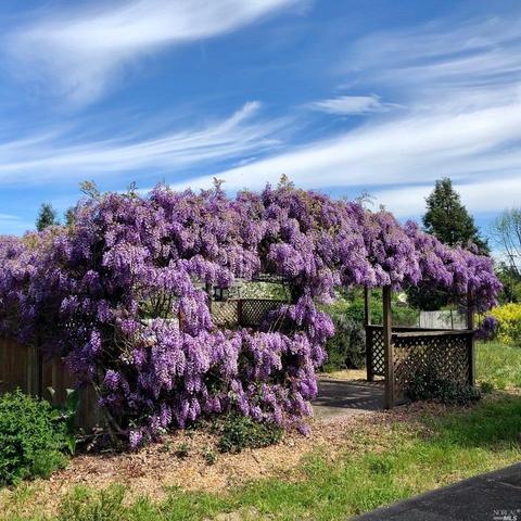 5286 Mcfarlane Rd, Sebastopol, CA 95472 photo 31