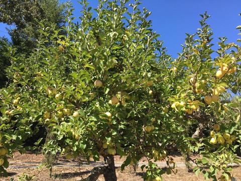 5286 Mcfarlane Rd, Sebastopol, CA 95472 photo 44