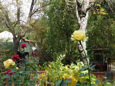 420 College Ave, Angwin, CA 94508 photo 23