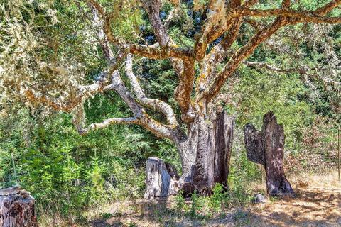 16910 Taylor Ln, Occidental, CA 95465 photo 28