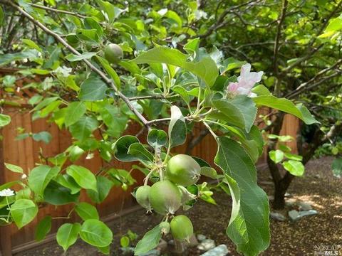 53 Bayview Ter, Mill Valley, CA 94941 photo 39