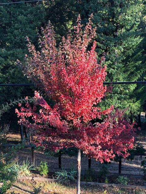 Undisclosed, Grass Valley, CA 95945 photo 45