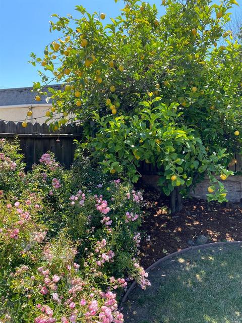 1431 Ryder St, Vallejo, CA 94590 photo 24