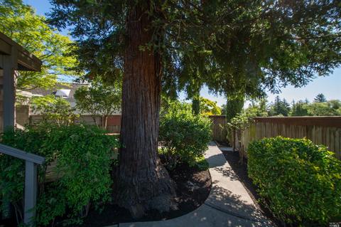 600 Carnation Ct, Sonoma, CA 95476 photo 17