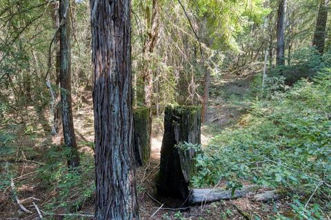 5481 Bear Canyon Rd, Willits, CA 95490 photo 27