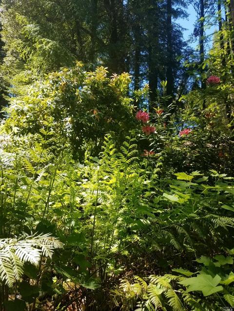 921 Birch Rd, Willits, CA 95490 photo 33