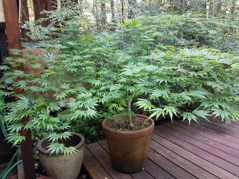 921 Birch Rd, Willits, CA 95490 photo 29