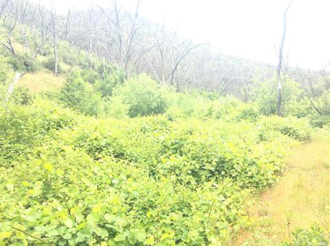 1203 Indian Gulch Rd, Other, CA 95245 photo 15