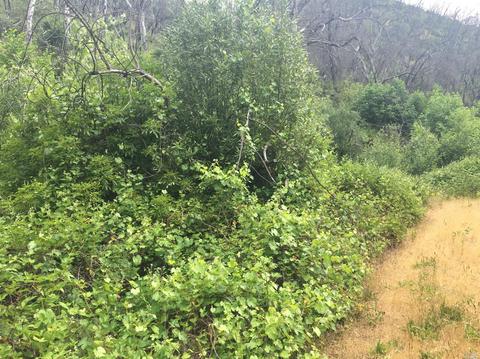 1203 Indian Gulch Rd, Other, CA 95245 photo 9