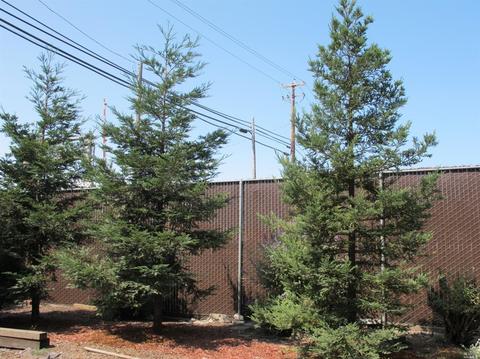 235 Todd Rd, Santa Rosa, CA 95407 photo 31