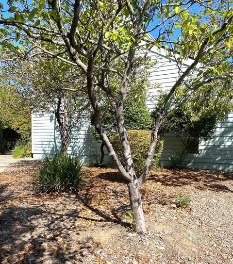 152 Courtyards E, Windsor, CA 95492 photo 36