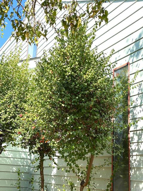 152 Courtyards E, Windsor, CA 95492 photo 37