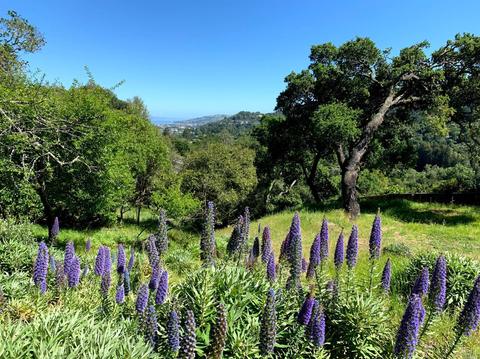 22 Rock Rd, Kentfield, CA 94904 photo 27