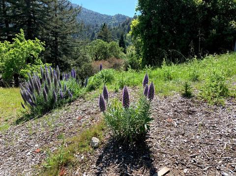 22 Rock Rd, Kentfield, CA 94904 photo 25