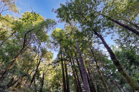 Undisclosed, Occidental, CA 95465 photo 22