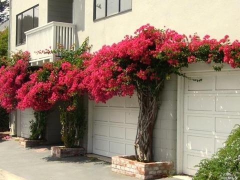 26 Lovell Ave, Mill Valley, CA 94941 photo 64