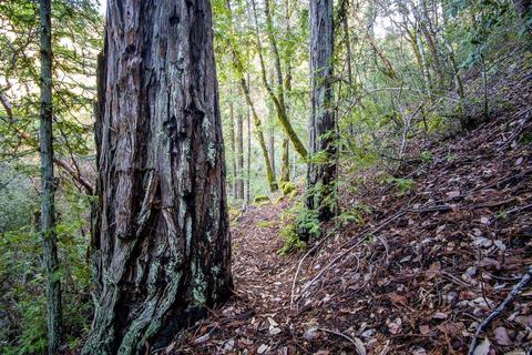 3651 Low Gap Rd, Ukiah, CA 95482 photo 47