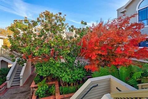103 Eucalyptus Knoll St, Mill Valley, CA 94941 photo 34