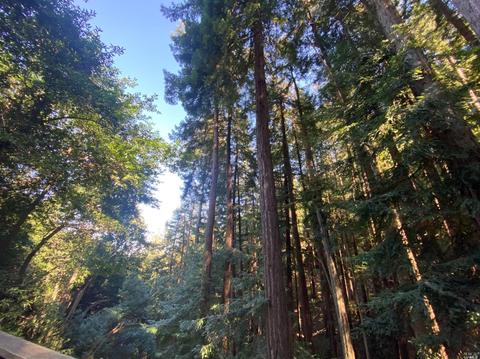 580 Edgewood Ave, Mill Valley, CA 94941 photo 39